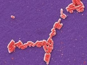 علماء يرسمون خرائط جينية لأكثر من 3000 بكتيريا خطيرة