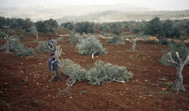 مستوطنون يقطعون 200 شجرة زيتون جنوب بيت لحم