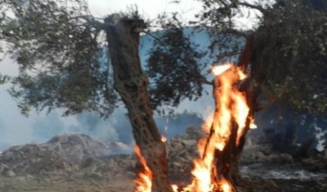 نابلس: مستوطنون يضرمون النيران بحقول الزيتون في بورين
