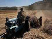 حصاد القمح الفلسطيني