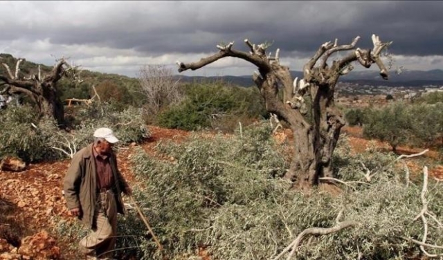 بيت لحم: مستوطنون يقتلعون أشجارا في بلدة الخضر