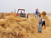 اعتقال 13 فلسطينيا والاحتلال يمنع مزارعين من حصاد المحاصيل  