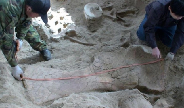 استخراج حفرية لأقدم ديناصور من سلالة 