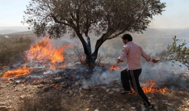 نابلس: مستوطنون يحرقون منزلا وحقولا للقمح