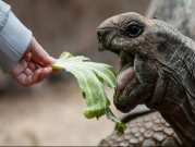 إحدى السلاحف العملاقةالتي تجوب جزيرة "تشانغو" الزنجبارية