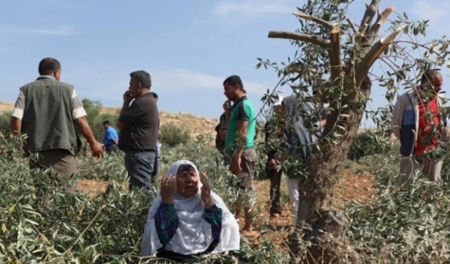 مستوطنون يقطعون 20 شجرة زيتون قرب نابلس