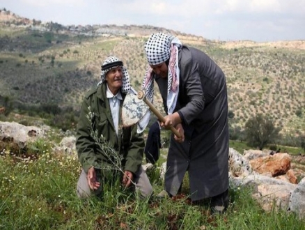 قرية في الضفة الغربية رائدة في الزراعة العضوية