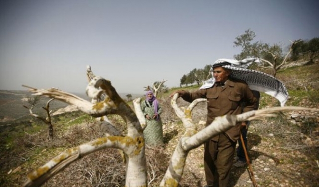 مستوطنون يقتلعون أشجار زيتون بيطا وفلسطيني يهدم منزله بالولجة