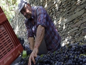 ازدهار صناعة النبيذ تعيد مستثمرين لبنانيين إلى وطنهم