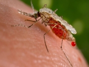 تقنية جديدة تكبح تكاثر حشرات ناقلة للملاريا