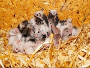 علماء صينيون يولّدون فئرانًا بدون أب