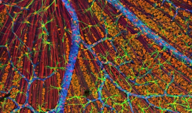 إنجاز علمي حديث: شبكية عين من خلايا جذعية داخل مختبر 