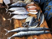 "أوميغا 3"  بالمأكولات البحرية ترتبط بصحة جيدة في الشيخوخة