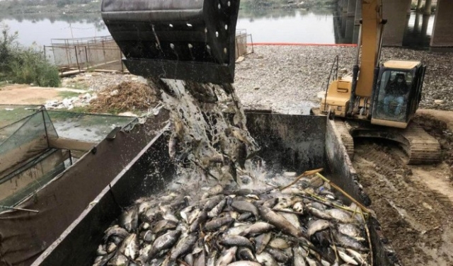 العراق: نفوق ملايين الأسماك في نهر الفرات 