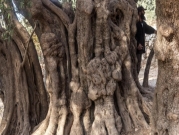"البدوي": شجرة الزيتون التي تجاوز عمرها 3 آلاف عام