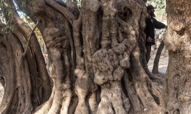 البدوي شجرة الزيتون التي تجاوز عمرها 3 آلاف عام مجلة عرب 48