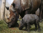 تشاد تعلن موت ثلثي حيوانات وحيد القرن الأسود لديها