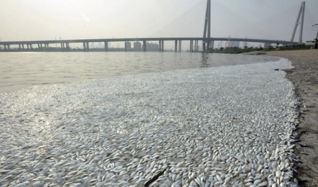 الصين: نفوق آلاف الأسماك المهددة بالانقراض بسبب أعمال البناء