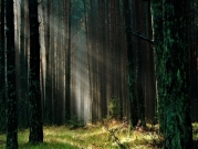 بولندا: هل زراعة الغابات تقلل التلوث أم أنها بروباغاندا؟