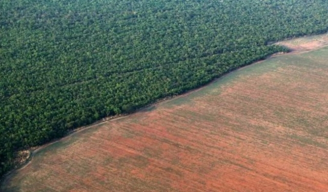 اقتلاع أشجار غابات الأمازون بالبرازيل: عام سيئ ومستقبل أسوأ