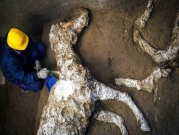 العثور على حصان ولجام متحجّران في بومبيو الأثرية