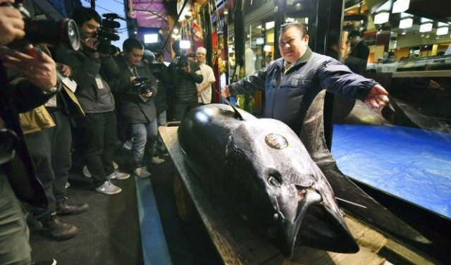 مليونير ياباني يشتري سمكة تونة بـ3 ملايين دولار!