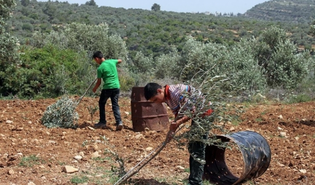 جرائم المستوطنين: قطع أشجار زيتون في منطقة الخليل