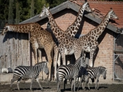 الحيوانات تبحث عن الشمس في حديقة إزمير التركية