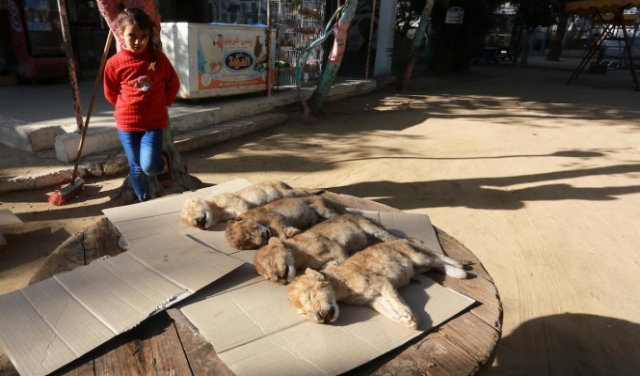 طفلة صغيرة تُعاين الأشبال التي نفقت في حديقة الحيوانات بغزة