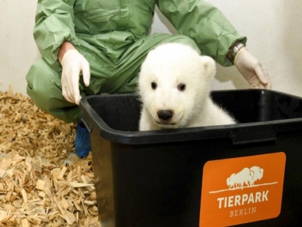 صغير الدب القطبي حديث الولادة