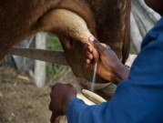 دراسة: الحليب البقري يرفع احتمال الإصابة بسرطان القولون