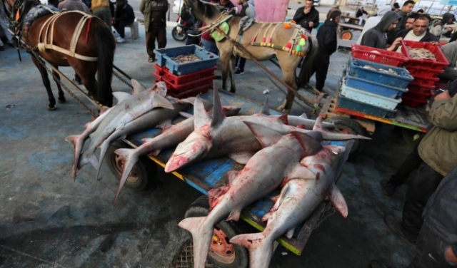 سمك القرش في بحر غزة 
