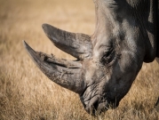 ضبط أكبر كمية مهربة من عاج وحيد القرن منذ أعوام 