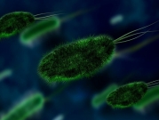 بكتيريا منذ قرن تساعد الباحثين على فهم حقيقة الكوليرا 