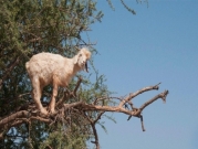 "الماعز المتسلقة" حيلة المزارعين المغاربة لجلب السياح