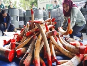 ماليزيا: حرق 4 أطنان من أنياب الفيَلة ومنتجات العاج