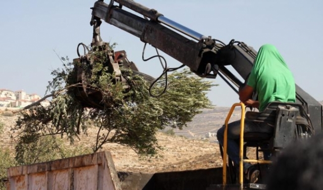 المستوطنون يقطعون أشجار الزيتون في قرية برقة