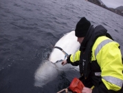 هل تجسس الحوت الأبيض لصالح روسيا؟ 