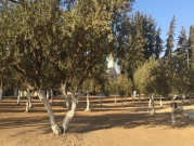 كافح إشاعة وازرع شجرة | القدس