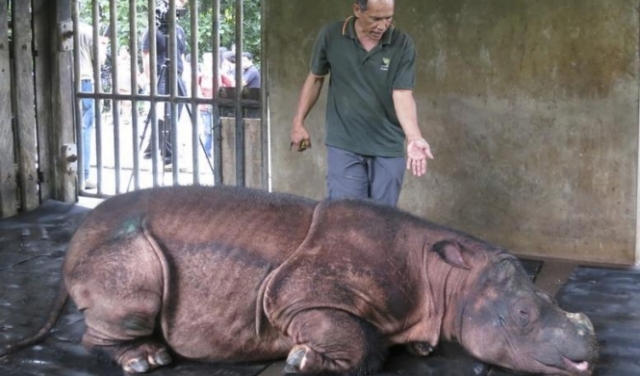 ماليزيا: موت آخر وحيد قرن في محمية طبيعية