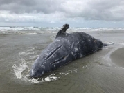 ارتفاع حرارة المحيطات تسبب نفوق عشرات الحيتان الرمادية 
