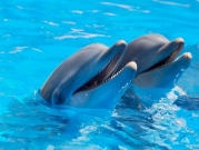 عروض الدلافين: قتل واستغلال