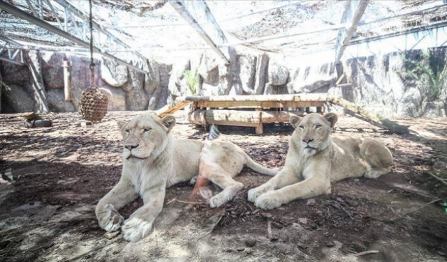 جنوب إفريقيا: هروب 14 أسدا من حديقة الحيوانات