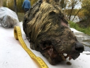 روسيا: العثور على رأس ذئب عاش منذ 40 ألف عام 
