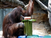 باريس: حديقة حيوان تحتفل بعيد ميلاد أنثى إنسان الغاب الـ50