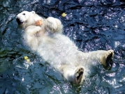 دب قطبي يسبح في الماء في حديقة الحيوان في هانوفر بألمانيا 