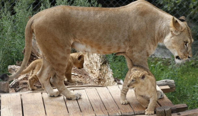 شبلان نادران  مع أمّهما في حديقة حيوان تشيكية