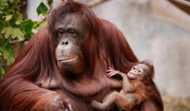 ماليزيا: تراجُع أعداد حيوانات إنسان الغاب 30%