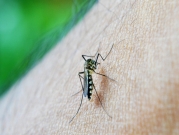 دراسة تحذر من الانتشار المتزايد لسلاسلات الملاريا المقاومة للعلاج 