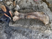 فرنسا: العثور على عظمة ديناصور عملاق
